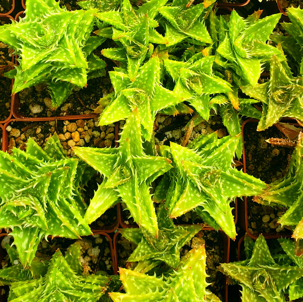 ASSORTED SUCCULENT OR CACTUS