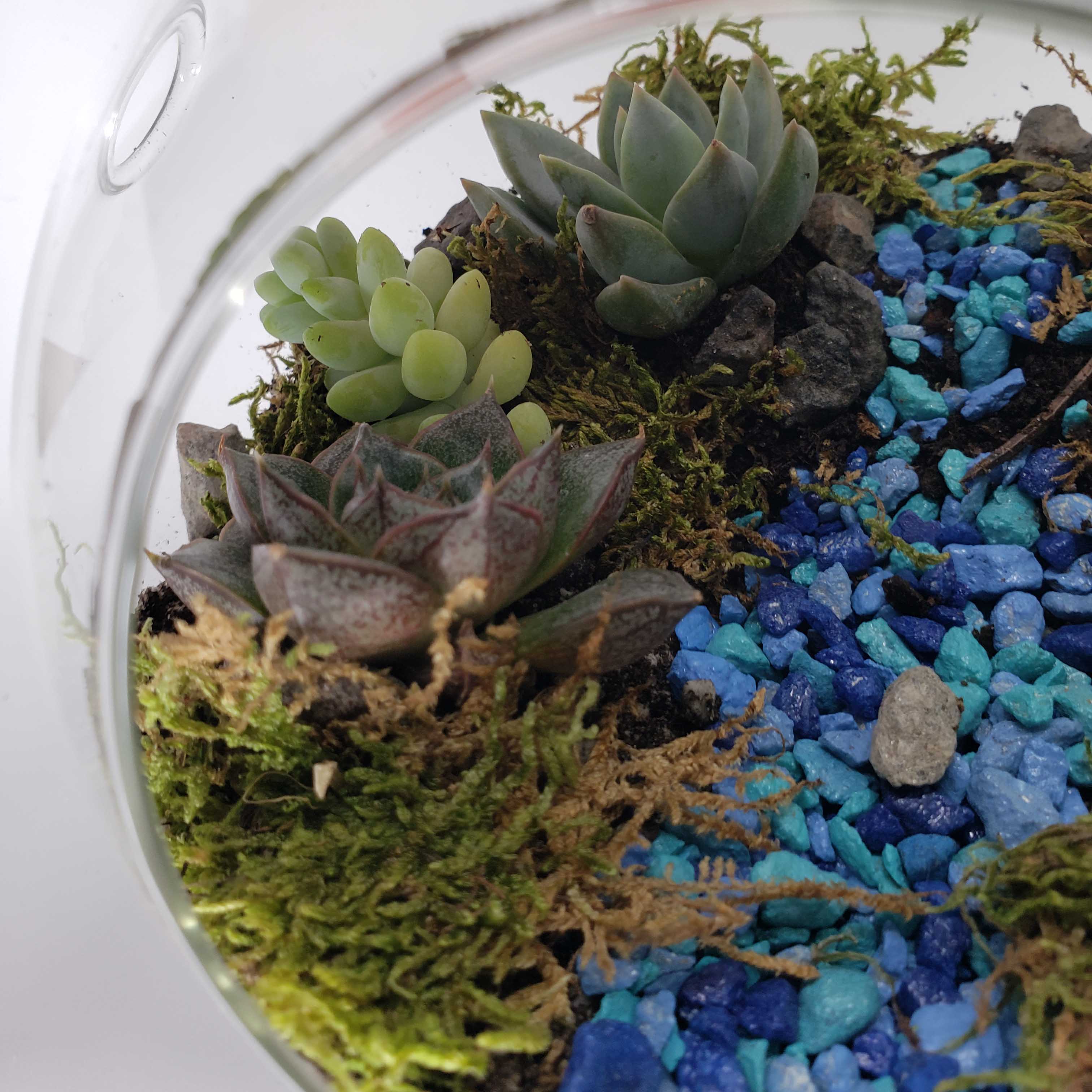 MONDO - GLOBE TERRARIUM