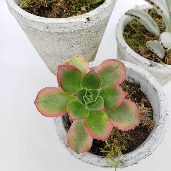 succulent delivery denver, succulent wedding centerpieces, denver plant delivery 