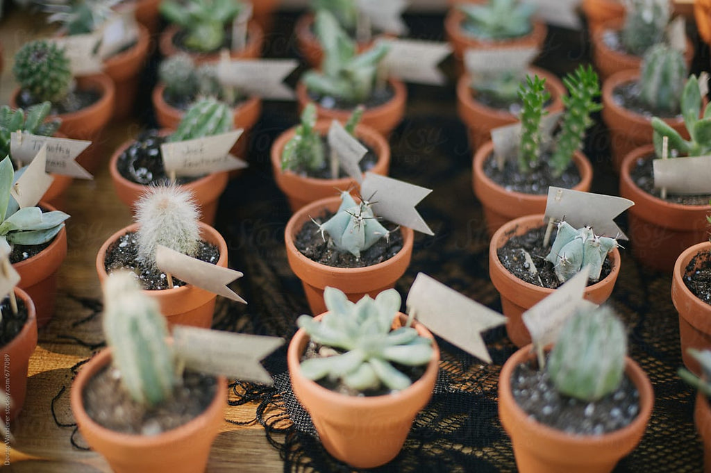 cute succulent wedding favors, place cards