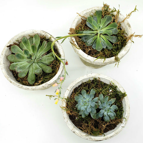 succulent delivery denver, succulent wedding centerpieces, denver plant delivery 