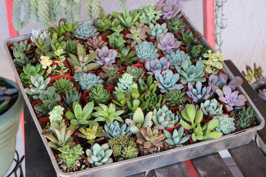wedding succulents denver colorado