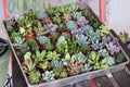 wedding succulents denver colorado