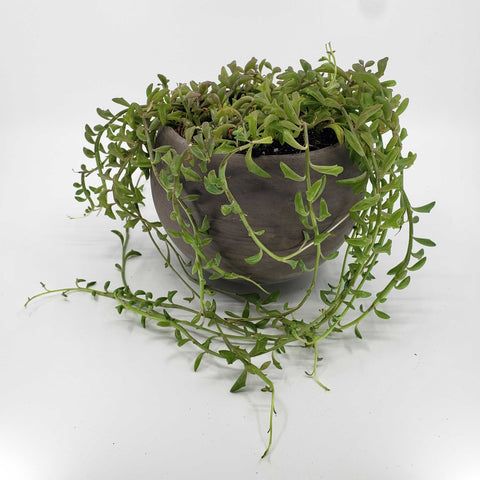 FLIPPER - STRING OF DOLPHINS SUCCULENT