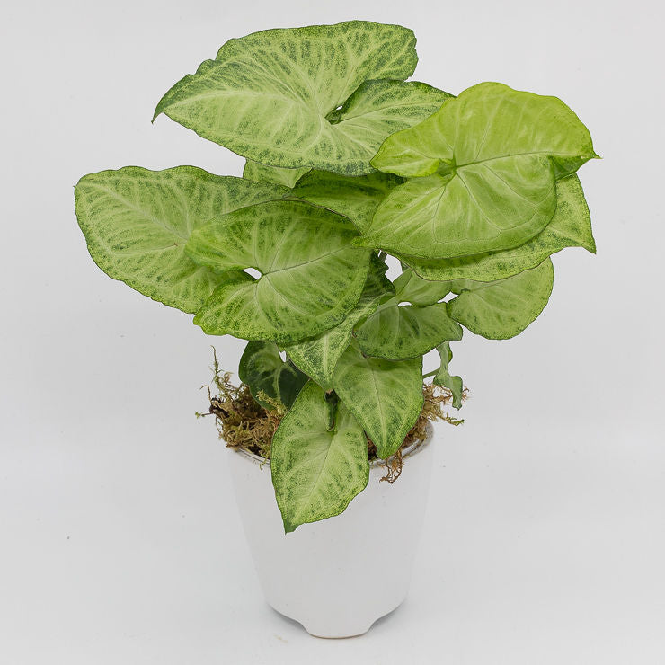 AARON - SYNGONIUM ALLUSION