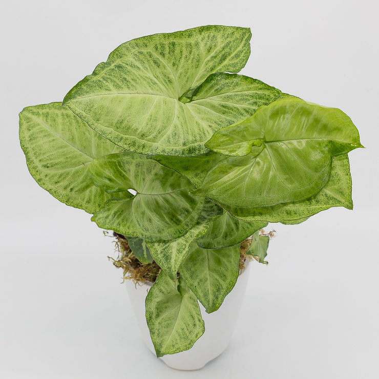 AARON - SYNGONIUM ALLUSION