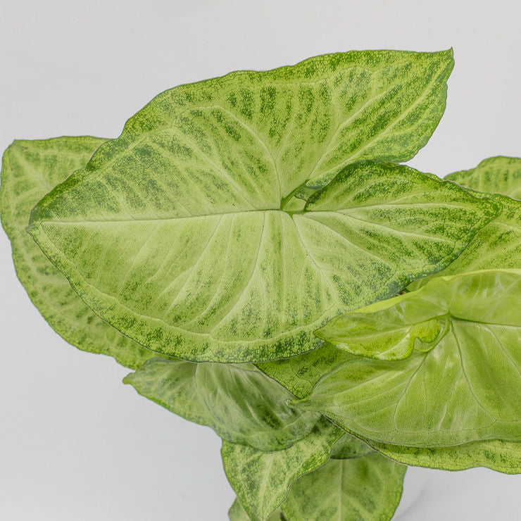 AARON - SYNGONIUM ALLUSION