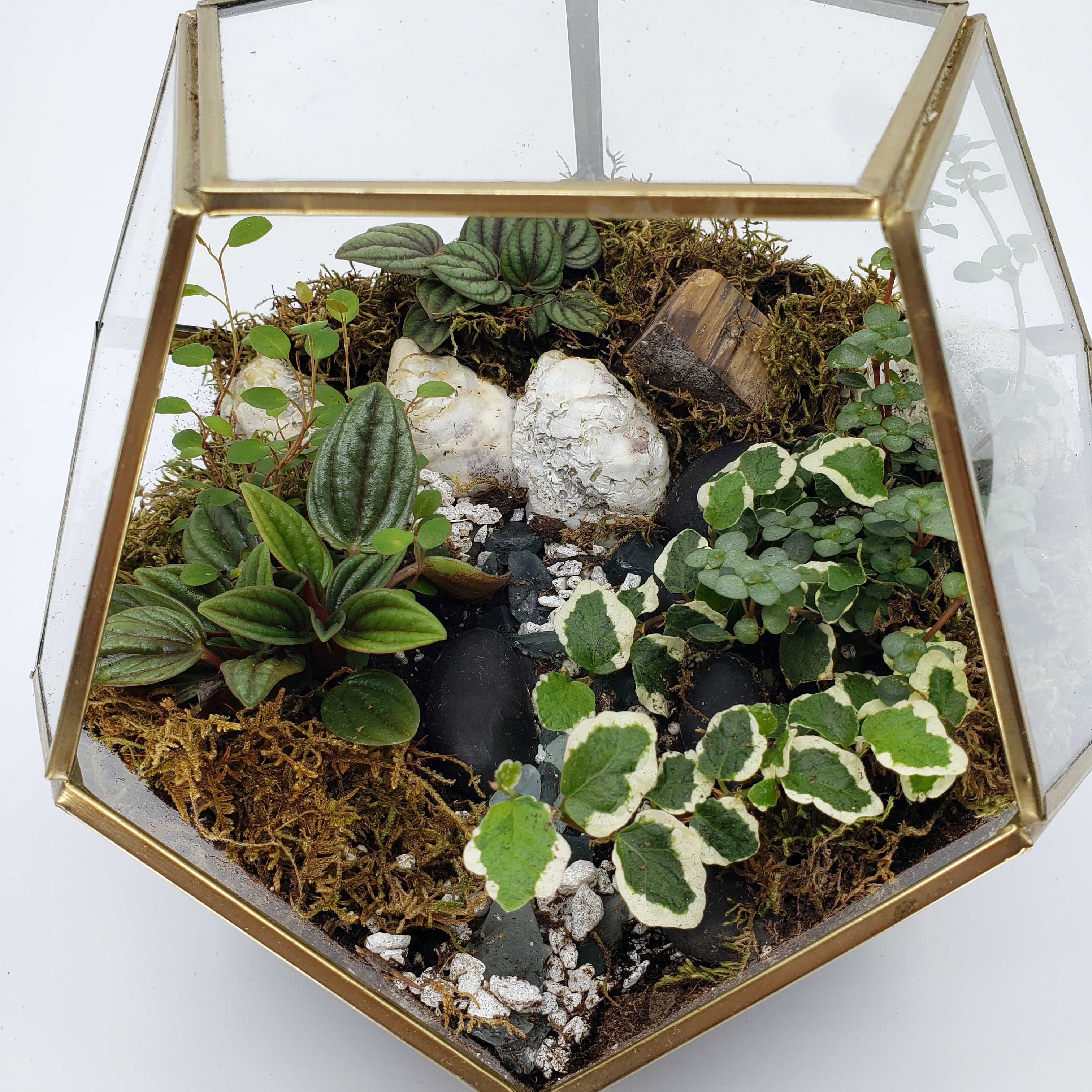 GIOVANNI - GEOMETRIC TERRARIUM