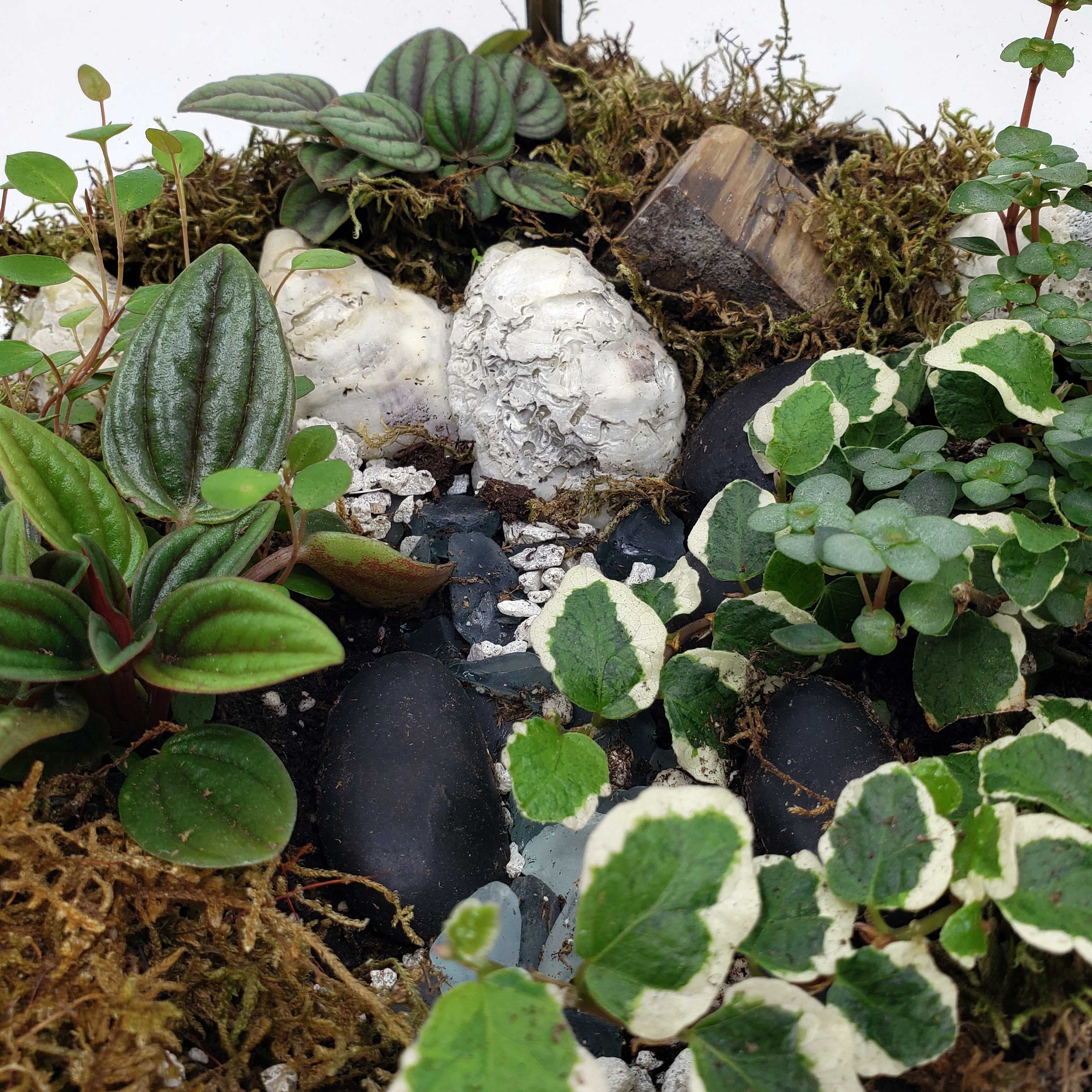 GIOVANNI - GEOMETRIC TERRARIUM