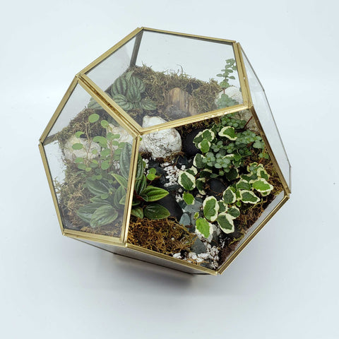 GIOVANNI - GEOMETRIC TERRARIUM