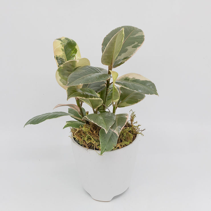 JACKSON - TINEKE RUBBER VARIEGATED FICUS