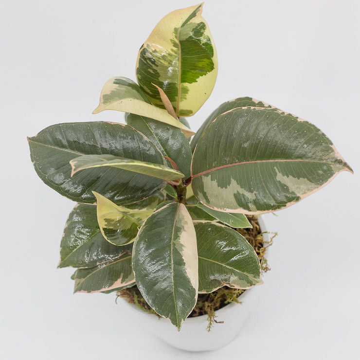 JACKSON - TINEKE RUBBER VARIEGATED FICUS