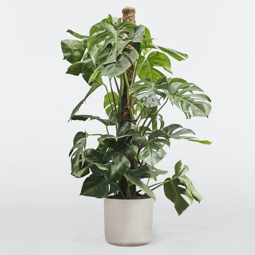 monstera plant denver ELEANOR