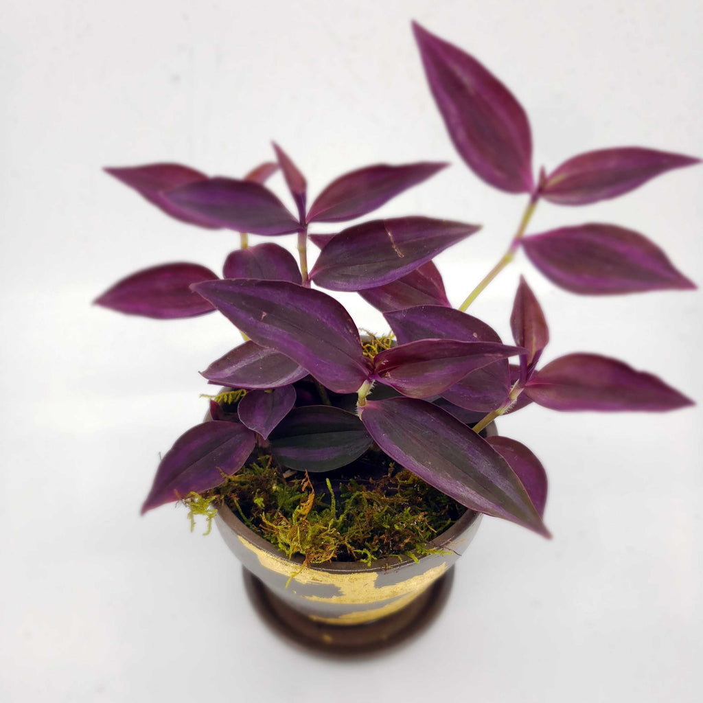ALFRED - TRADESCANTIA PURPLE
