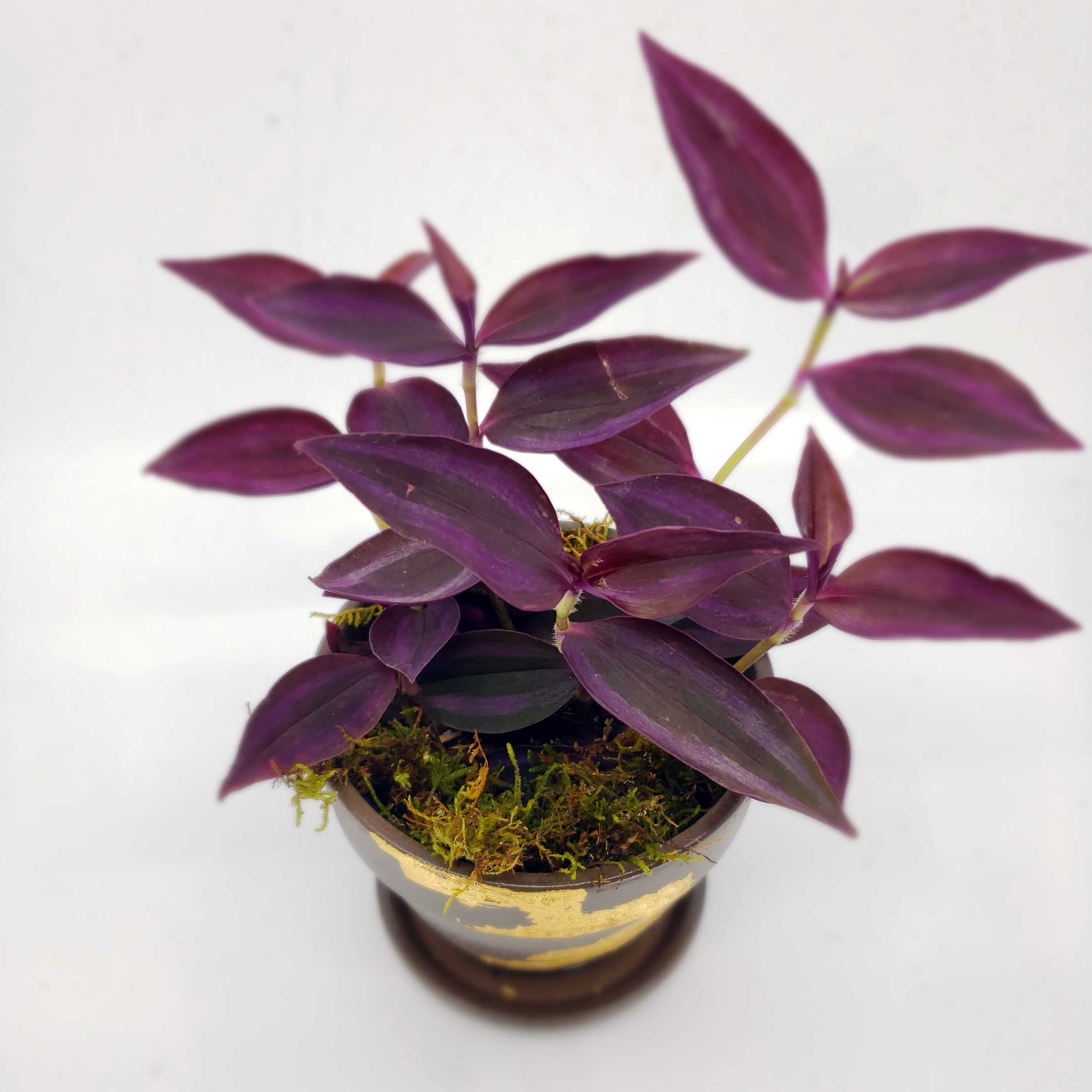 ALFRED - TRADESCANTIA PURPLE