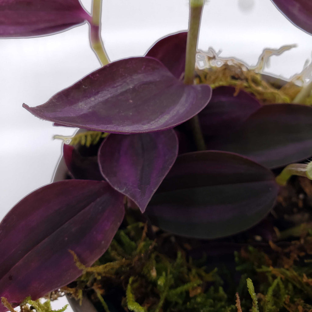 ALFRED - TRADESCANTIA PURPLE