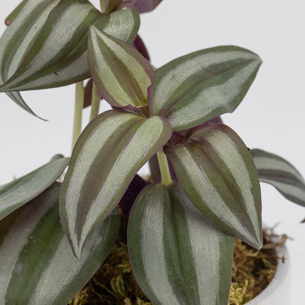 MONTGOMERY - TRADESCANTIA ZEBRINA