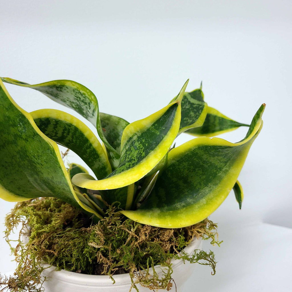 DEE - TWISTED SISTER SANSEVIERIA