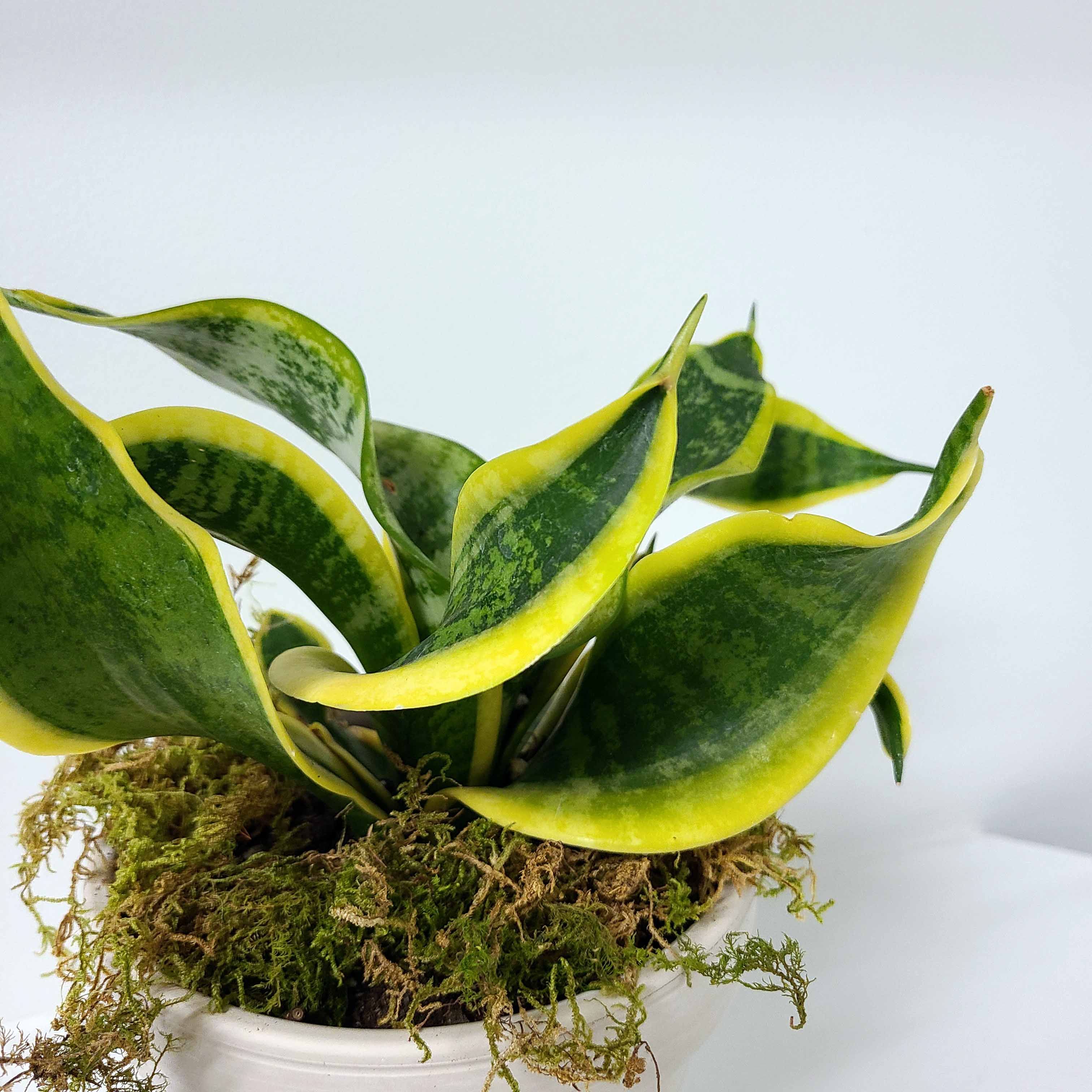 DEE - TWISTED SISTER SANSEVIERIA