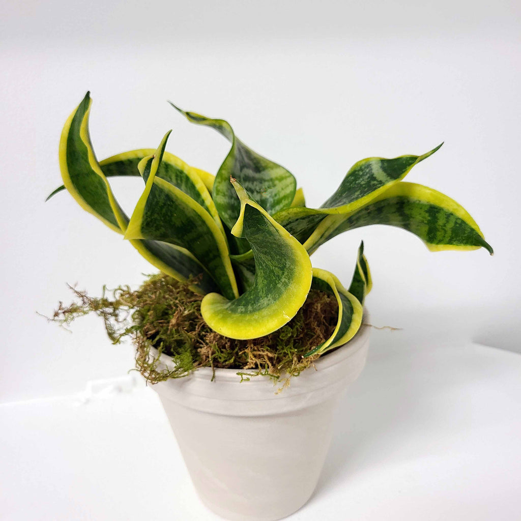 DEE - TWISTED SISTER SANSEVIERIA