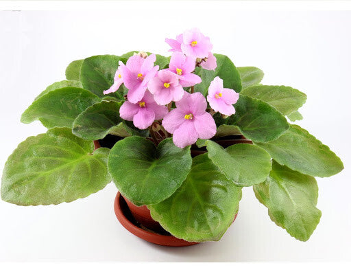 AFRICAN VIOLET BLOOMING PLANT