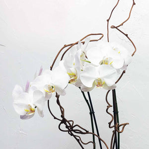 ANGELINA - WHITE PHALAENOPSIS ORCHID