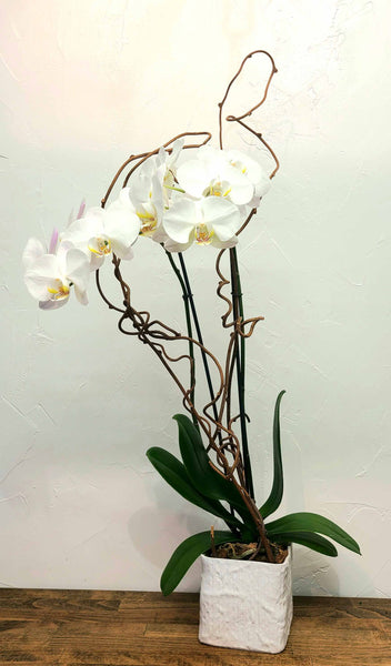 ANGELINA - WHITE PHALAENOPSIS ORCHID
