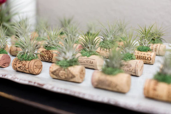 AIR PLANT WEDDING FAVORS