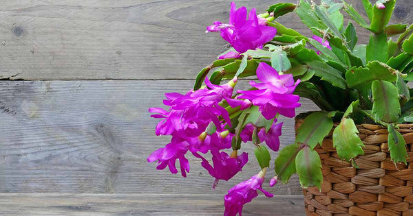 DAVID - CHRISTMAS/THANKSGIVING/ SPRING/EASTERHOLIDAY CACTUS