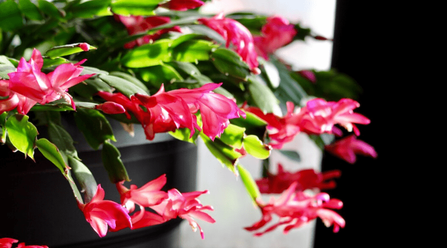 DAVID - CHRISTMAS/THANKSGIVING/ SPRING/EASTERHOLIDAY CACTUS