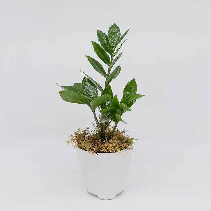baby zz plant ZANE - ZZ PLANT