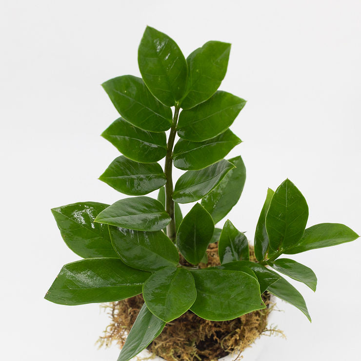 zane succulent ZANE - ZZ PLANT